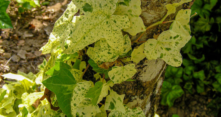 Hedera Jasper