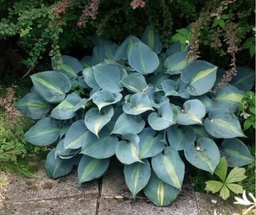 hosta-catherine- Pépinière des Deux Caps-Edit ©Pépinière des Deux caps