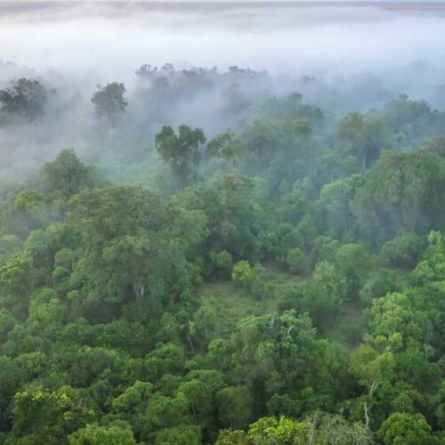 Kenya-Depositphotos_465792498_S Forêt du Kenya