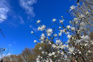 Ciel normand