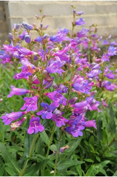 penstemon-catherine-de-la-mare-Atelier du Végétal ©Atelier du Végétal