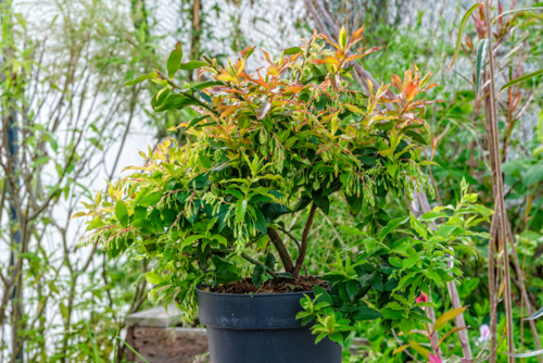 Pepinieres indigenes-vaccinium cylindraceum-myrtille de madere-by Didier Hirsch_DSB5788-Edit ©Didier Hirsch