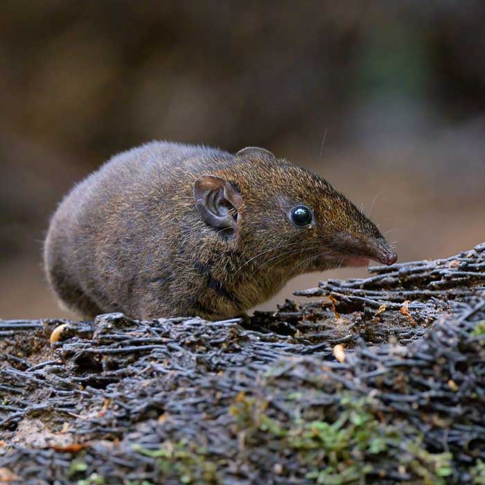 Hylomys - Quentin_Martinez Hylomys, Hérisson asiatique à fourrure douce.