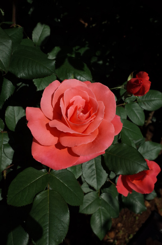 Rosa Catherine Deneuve - MasterChefNobu ©MasterChefNobu