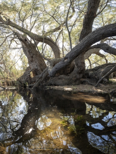 Tamaris de Losari - -Edit ©Concours arbre de l'année