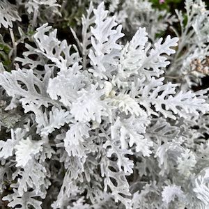 AJJH -JOURNÉE CA Senecio cineraria 'silverdust'