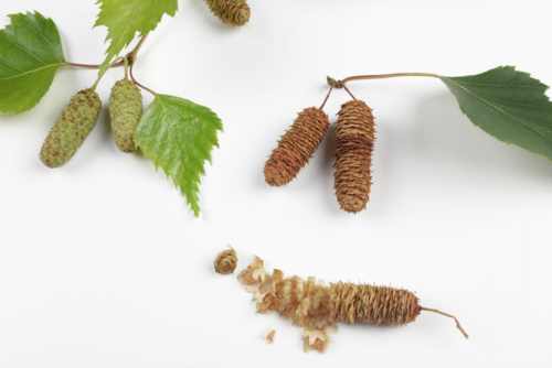 bouleau - graine - drasa -Edit ©drasa