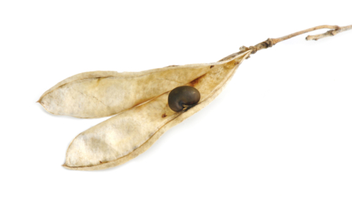 cytise - graine - HHelene -Edit ©HHelene