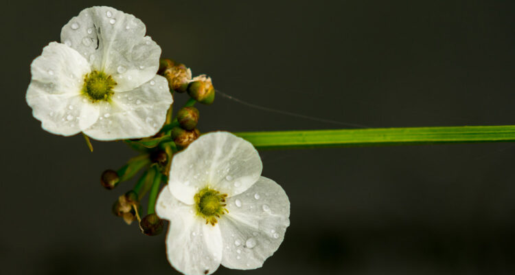 Diphylleia