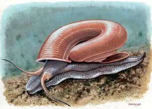 Ferussina-petofiana Une reconstitution artistique de Ferussina petofiana. Crédit image : Márton Zsoldos.