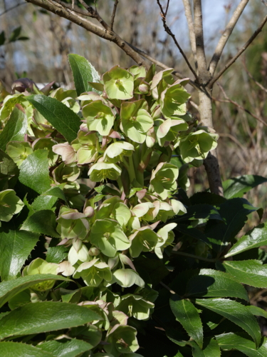 _1111638 Le jardin des Violettes - Helleborus argutifolius - hellebore de Corse-Edit ©Isabelle Morand