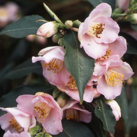 193_baby_bear_1. - Stervinou ©Stervinou