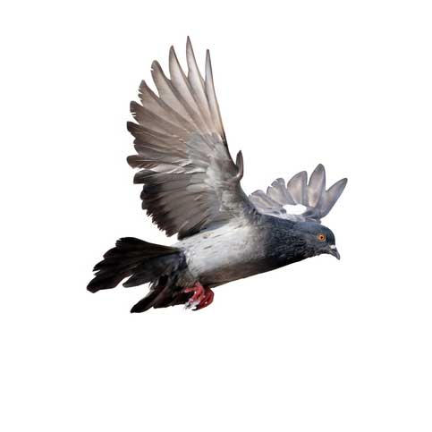 Backiris-iStock-1919033984 pigeon