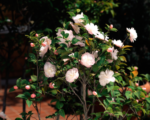 Camellia Cinnamon Cindy - Gyro -Edit ©Gyro