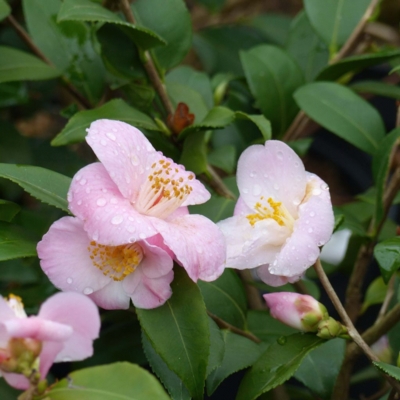 camellia-cinnamon-scentsation-80072-1 - Promesse de fleurs-Edit ©Promesse de fleurs