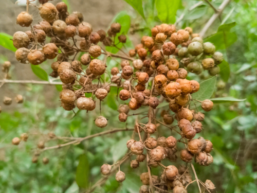 fruits - henne - Ghulam Hussain -Edit ©Ghulam Hussain
