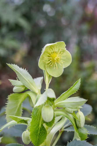 helleborus argutifolius - hellebore de Corse - ebastianosecondi -Edit ©sebastianosecondi