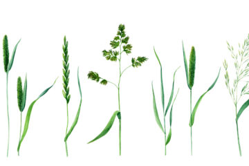 herbes - Modesta Gasiniauskiene 1200x800