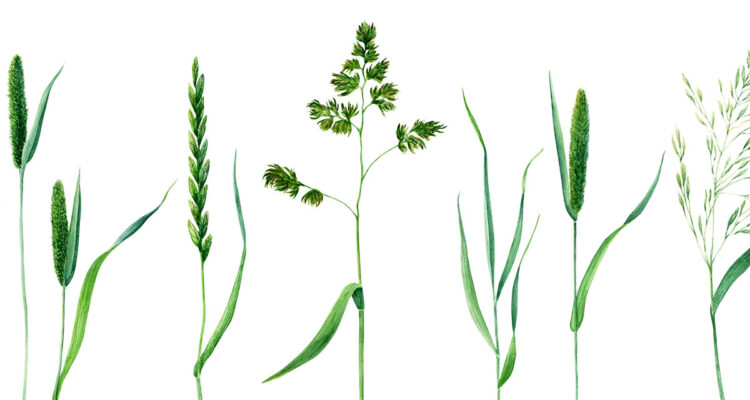 herbes - Modesta Gasiniauskiene 1200x800