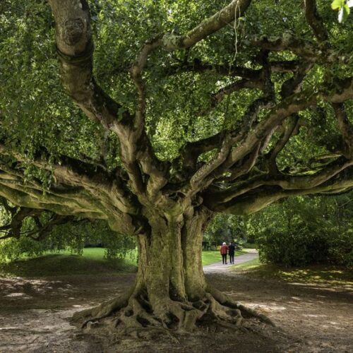 hetre pleureur Le hêtre pleureur de Bayeux (Calvados) est bien parti pour être élu arbre de l’année 2023. Copyright (c) E.Boitier/Magazine Terre Sauvage.