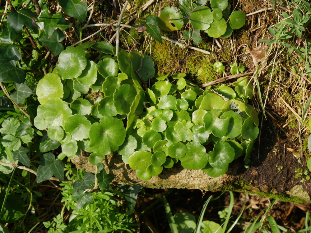 P1300137 nombril de vénus - Umbilicus rupestris-Edit ©Isabelle Morand