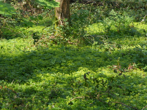 P1300250 bretagne - vallée des Traouïéro - chrysosplenium alternifolium-Edit ©Isabelle Morand
