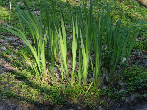 P1300309 bretagne - vallée des Traouïéro - iris-Edit ©Isabelle Morand