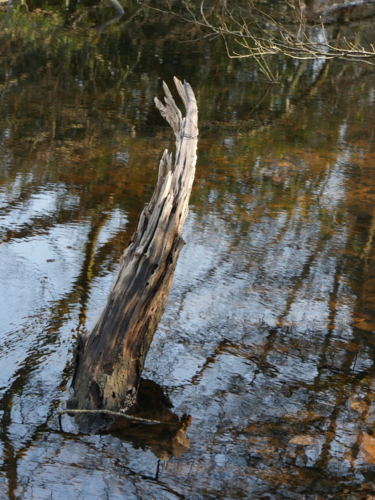 P1300323 bretagne - vallée des Traouïéro. - bois mort - eau - refletJPG-Edit ©Isabelle Morand