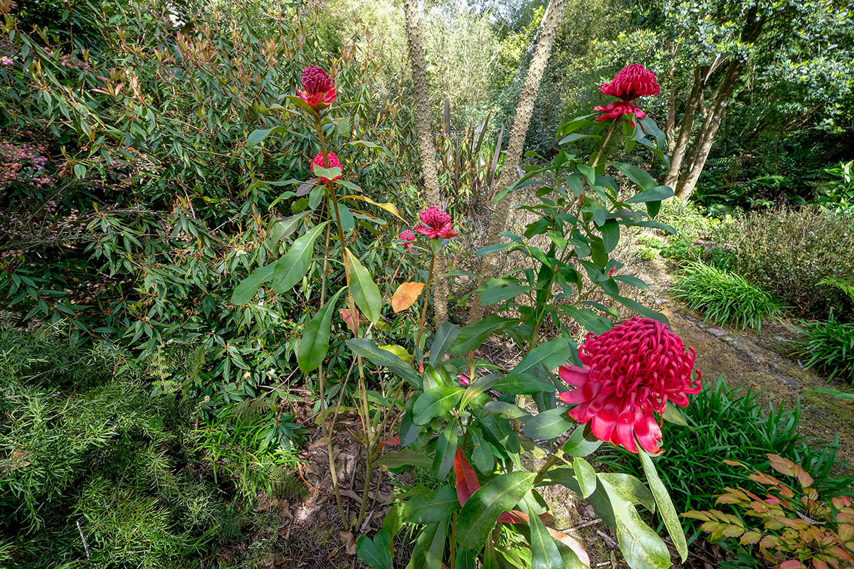 Telopea-by Didier Hirsch-1200x800 ©Didier Hirsch