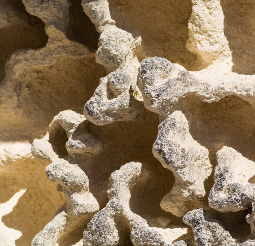 Fossile - d'éponge - barmalini-iStock-601927992 Fossile d'éponge