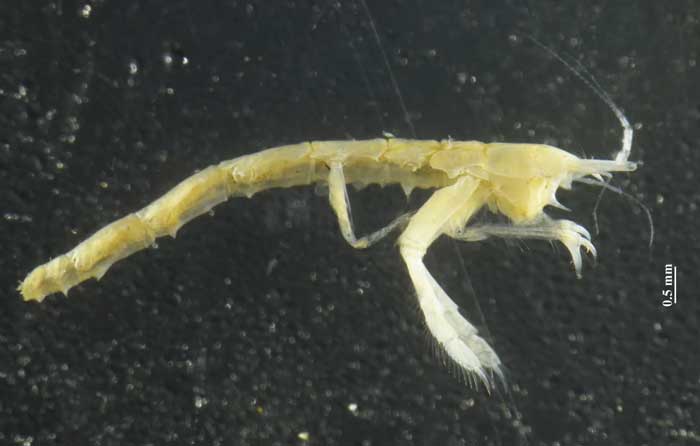 Leviapseudes-TethysBenoît-Gouillieux --Station-marine-d'Arcachon---Universite-de-Bordeaux. Cette espèce dispose d'une poche marsupiale, pour mettre ses oeufs à l'abri, de petites pattes velues et d'une carapace articulée. - Benoît Gouillieux / Station marine d'Arcachon / Université de Bordeaux.