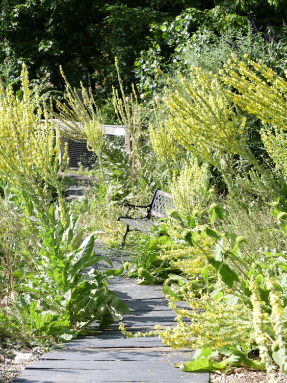 _1133344. Jardin du Beau pays - molene - Verbascum bombyciferum - Isabelle Morand-Edit ©Isabelle Morand