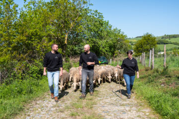 Le troupeau des brebis