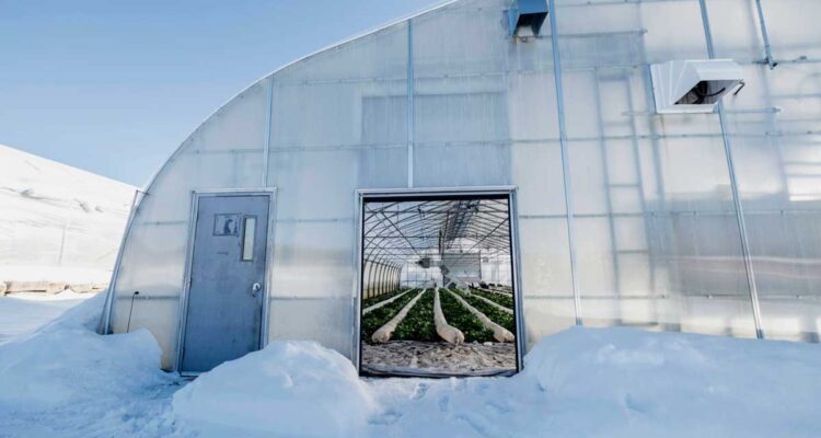 Les serres de Jean-Martin Fortier au Québec pour les légumes en hiver