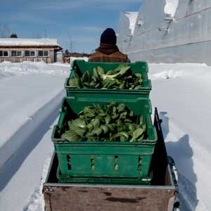 Cultures d'hiver Les légumes en hiver