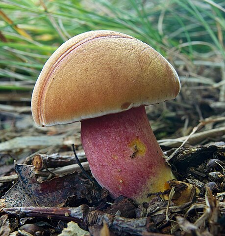 459px-Vrbenské_rybníky_-_Rubinoboletus_rubinus -Xth-Floor Chalciporus rubinus ©Xth-Floor