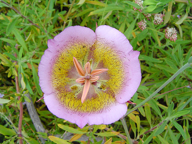 640px-Mariposa_Lily_in_Frankin_Canyon - Geographer Lis Mariposa de Plummer ©Geographer