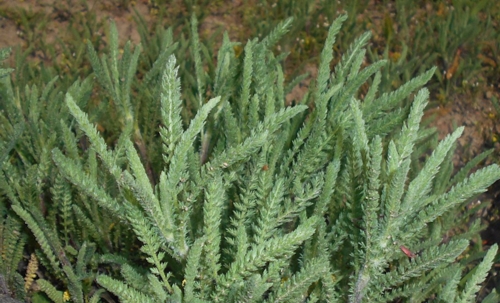 Achillea_crithmifolia_Salicyna-Edit ©Salycina