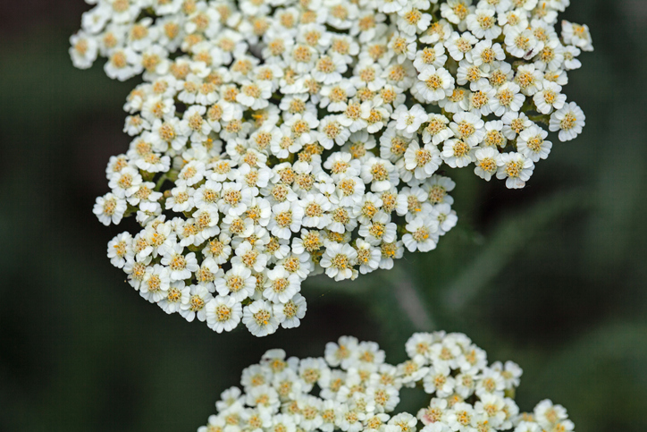 Achillea crithmifolia - weisschr ©weisschr