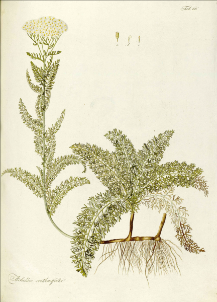 Achillea_crithmifolia - wikimedia ©wikimedia