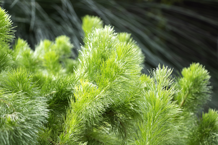 adnanthos sericeus - Lenny Kaiser ©Lenny Kaiser