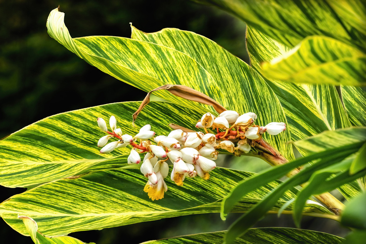 alpinia zerumbet panache - bpperry ©bpperry