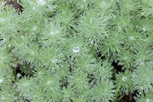 artemisia schmidtiana - absinthe de schimdt - EUNBI KIM -Edit ©Eunbi Kim