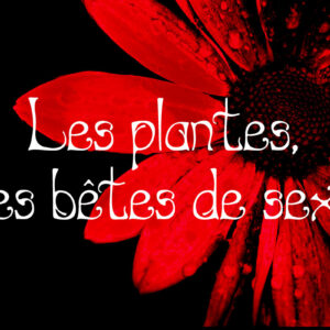 Les plantes, ces bêtes de sexe