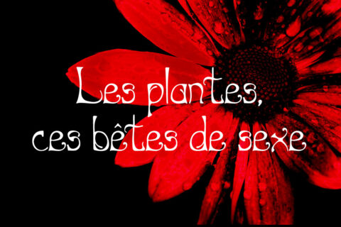 Les plantes, ces bêtes de sexe