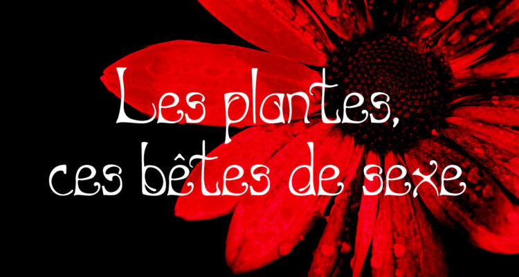 Les plantes, ces bêtes de sexe