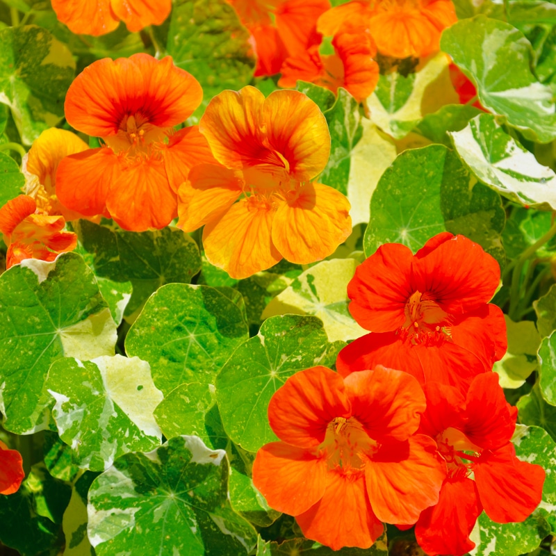 capucine-naine-alaska-variee - boutique ERNEST TURC ©Boutique Ernest Turc