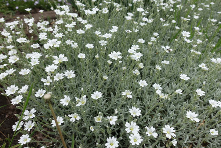 cerastium tomentosum - apugach ©apugach