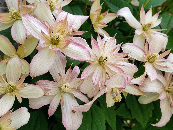 clematis marjorie - Ingrid Sonneveld 'Marjorie' ©Ingrid Sonneveld