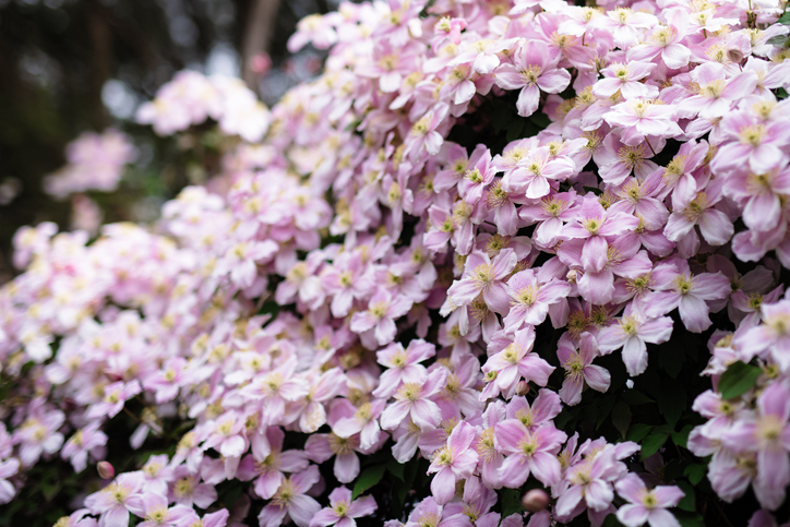 Clematis montana - Wirestock ©Wirestock